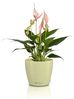 Lechuza Pflanztopf Classico Color 10 Deco Ø 10 cm linde Bild 2
