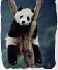 BrandMac Bettwäsche Panda Bär - Bettwäsche-Set, Pandabär 135x200 & 80x80, Baumwolle, 100% Baumwolle Bild 2