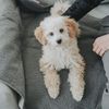Hunter Tierbedarf Tierdecke Faltbare Hunde-Reisedecke Seoul greige Bild 3