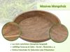 Amagohome Dekoteller Holzteller rund Obstteller Dekoschale H6cm modern schlicht Mangoholz m Bild 4