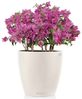 Lechuza Übertopf Classico Color Ø 34,5 x 32,5 cm weiß Bild 3