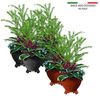 BigDean Blumentopfuntersetzer 24x Blumentopf Füßchen Anthrazit Pflanzkübel Untersetzer extra stabi, Zubehör für Pflanztöpfe, Set, 24-tlg, Robuste, Standhafte, Füßchen für Blumentöpfe, Kübel und mehr Bild 3