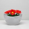 matches21 HOME & HOBBY Blumentopf Pflanzschale Jardiniere oval 20 cm Vintage hell-grau für aussen (1 St), Outdoor Schiff Deko-Schale als Blumen-Schale Pflanz-Topf Garten-Deko Bild 4