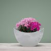 matches21 HOME & HOBBY Blumentopf Pflanzschale Jardiniere oval 20 cm Vintage hell-grau für aussen (1 St), Outdoor Schiff Deko-Schale als Blumen-Schale Pflanz-Topf Garten-Deko Bild 3