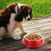 ABC 2 rutschfeste Edelstahl-Hundenäpfe, geeignet für mittelgroße Hunde Bild 5