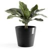 Ecopots Pflanztopf Amsterdam Ø 40 x 35 cm dunkelgrau Bild 3