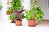 Artevasi Blumentopfuntersetzer Redondo Kunststoff rund terrakotta matt Ø 35 cm Bild 5