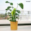 KONZEPT Blumentopf mit Untersetzer, großer Übertopf aus Kunststoff für Zimmerpflanzen (32,5 cm (20 Liter), modern und wetterfest, für Innen und Außen Bild 4