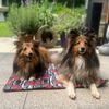 Fashion Dog Double-Face Hundedecke - 100 x 70 cm - Roses Bild 5