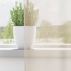 vidaXL Voile Vorhänge mit Ösen 2 Stk. Creme 140x300 cm 4102076 Bild 3