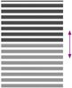 vidaXL Doppelrollo Schwarz 155x200 cm Stoffbreite 150,9 cm Polyester 4014272 Bild 5