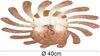 LED Wandleuchte SUN, Metall Gold foliert, indirekte Beleuchtung Ø 40cm Bild 4