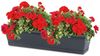 Annastore Balkonkasten Blumenkasten aus wetterfestem Kunststoff - Blumenkästen - Balkonkästen Bild 2