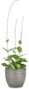 Scheurich Corteza, Blumentopf aus Keramik,, Farbe: Pimienta, 21,5 cm Durchmesser, 19,3 cm hoch, 4,944 l Vol. Bild 3