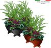 BigDean 8x Blumentopf Füßchen Anthrazit Pflanzkübel Untersetzer extra stabile Kunststoff Füße Bild 3