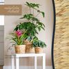 HMF Wasserhyazinthentopf Innovativer Blumentopf geflochten aus Wasserhyazinthe (Set, 2 St), mit Pflanztopf aus nachhaltigen Rohstoffen, Rund, ø 14 cm Bild 3