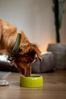 Nobby Keramik Futtertrog 500 ml grün für Hunde Bild 5