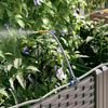 vidaXL Garten-Pflanzgefäß 2 pcs Braun 80 x 40 x 142 cm Kunststoff 42002828 Bild 5
