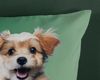 good morning Kinderbettwäsche Mambo, Renforcé, 2 teilig, Baumwolle, Renforcé, Wendeoptik, Kind, Hund, Grün Bild 4