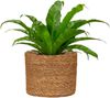 Scheurich Blumentopf Ø 22 cm Seegras natur Bild 2