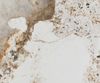 Esstisch Edge Oval 280x130 Keramik Minas Melange Weiß-Beige Pilier Edelstahl Bild 3