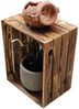 Holzkiste Obstkiste Weinkiste neu geflammt 50 x 40 x 30cm massiv und robust Bild 2