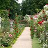 Relaxdays Rosenbogen aus Metall Bild 3