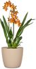 Scheurich Aura, Blumentopf aus Keramik, Farbe: Dry Reed, 27,5 cm Durchmesser, 24,5 cm hoch, 10,32 l Vol. Bild 2