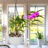 Relaxdays Blumenampel mit Wasserspeicher 2er Set Bild 2
