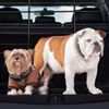 Hundegitter Auto Bild 5