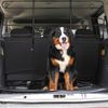 Hundegitter Auto Bild 2