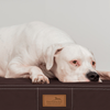 OSCAR EASY CLEAN Orthopädische Hundematratze - 120x90cm, 03 Schwarz Bild 5