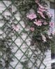 Nature Garten-Rankgitter 100x200 cm PVC Grün 6040704 409351 Bild 2