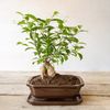 esschert design Blumentopf Esschert Bonsai Schale, rechteckig Gr. M Bild 3