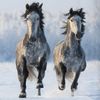 Good Morning Bettwäsche Snowhorses Grau Flanell 135 x 200 + 80 x 80 cm Bild 4