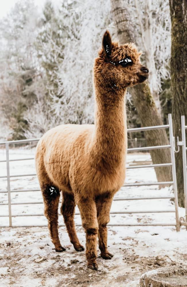 Golden Alpaca Bettdecke Alpaka Decke Alpaka Geschenk Alpaka Wolle (Sommerdecke, 155 x 220 cm) Bild 1