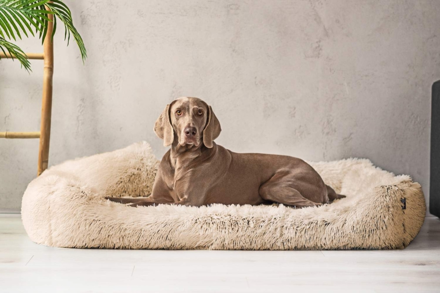 PEDRO SHAGGY Orthopädisches Hundebett - 160x110cm, 14 Beige Bild 1