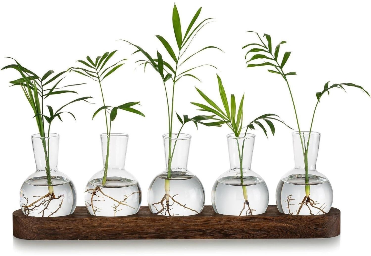 Glasseam Pflanzen Terrarium Glasvase Set Hydrokultur Holztablett Bild 1