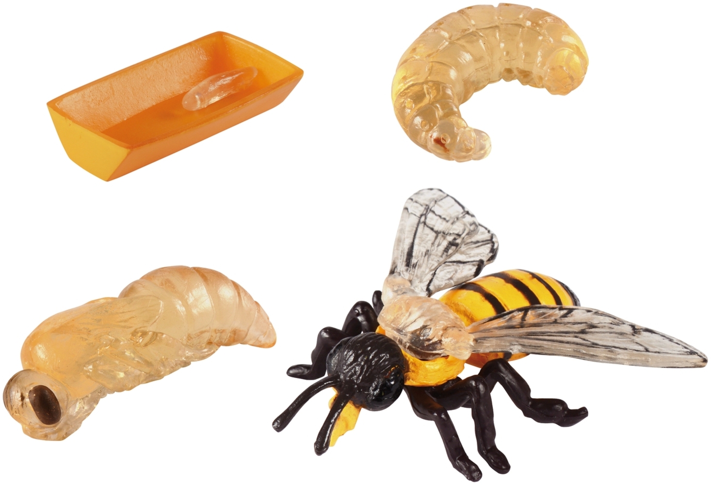 EDUPLAY 120768 Lebenszyklen Biene Bild 1