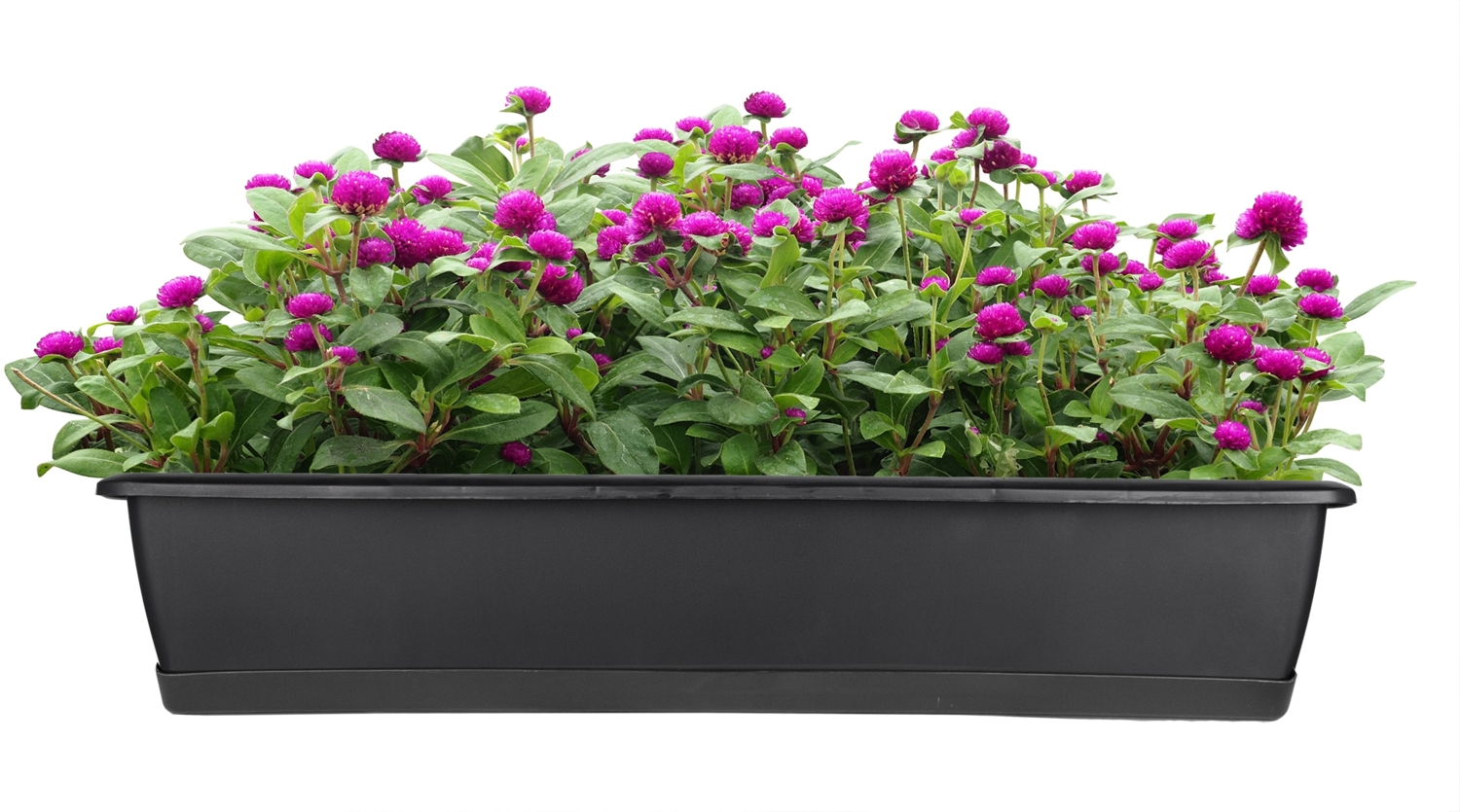 BigDean Blumenkasten mit Untersetzer 80 cm lang anthrazit - aus PP-Kunststoff - Balkon Pflanzkasten schmal Balkonkasten Bild 1