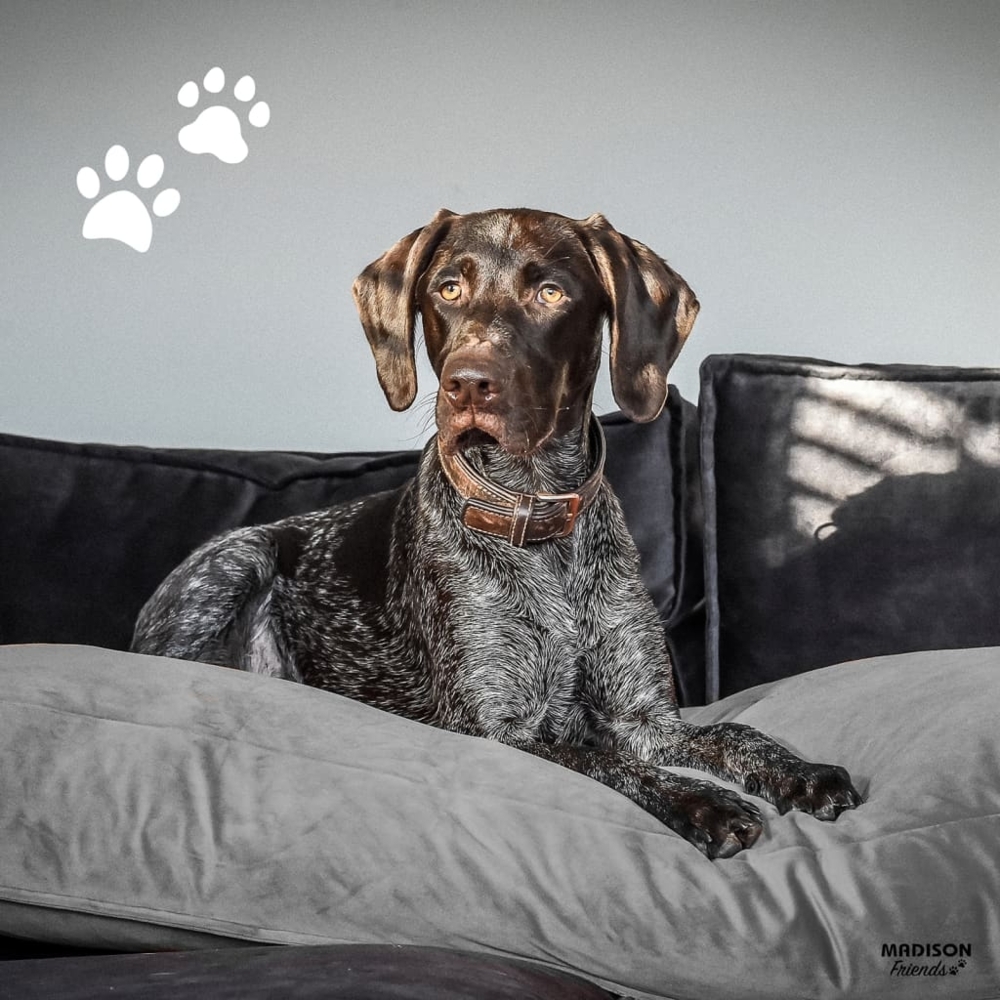 Madison Hundekissen Velvet 120x90x15 cm Grau 444465 Bild 1
