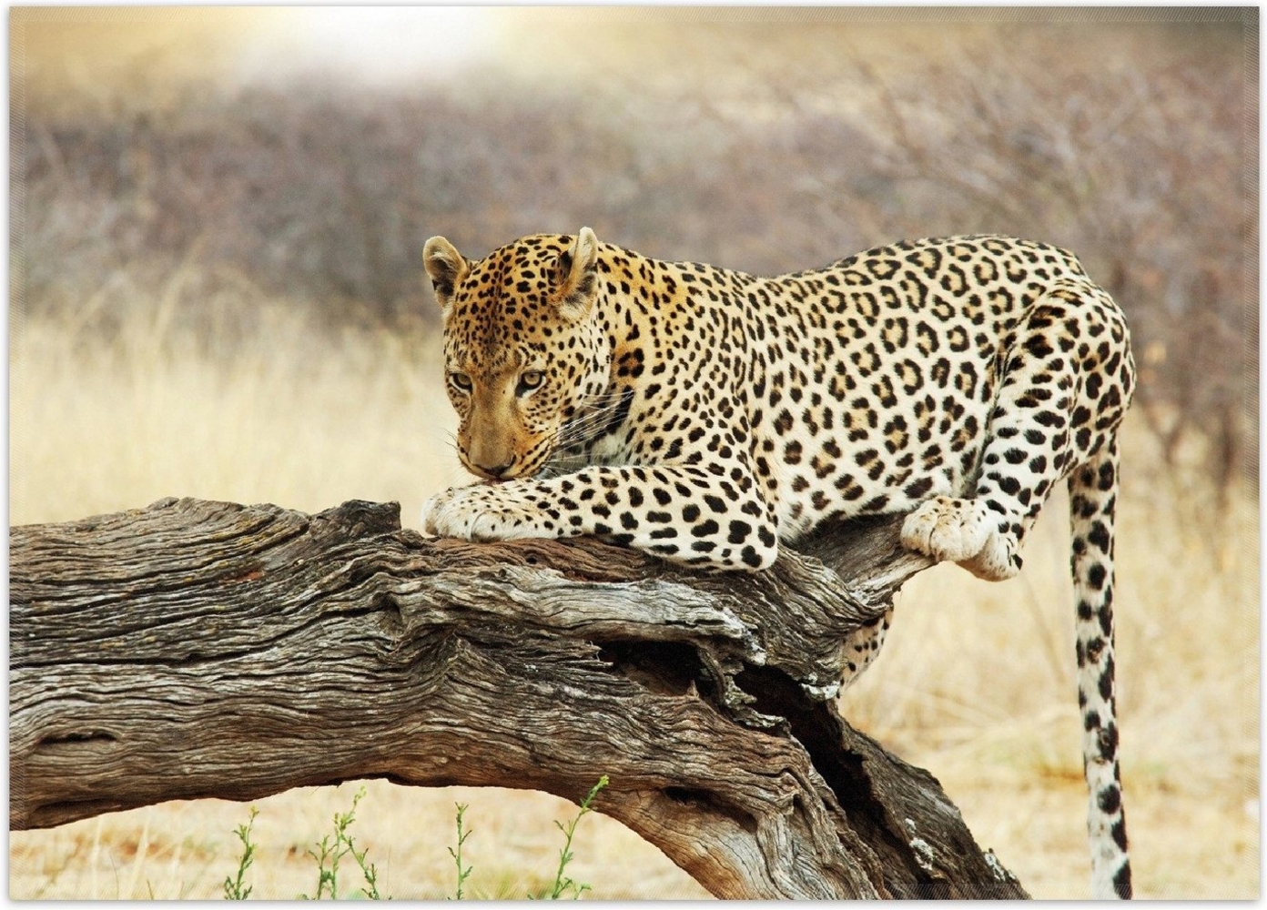 Wallario Teppich Leopard auf Baumstamm in Afrika, rechteckig, rutschfest Bild 1