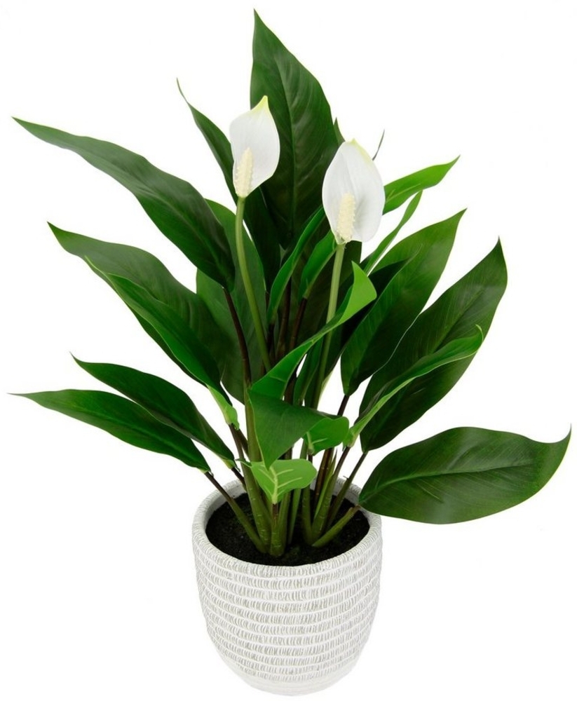 Kunstpflanze Spathiphyllum, I.GE.A, Höhe 48 cm, im Topf Anthurie Calla Flamingoblume exotische Pflanze weiße Blüten Bild 1