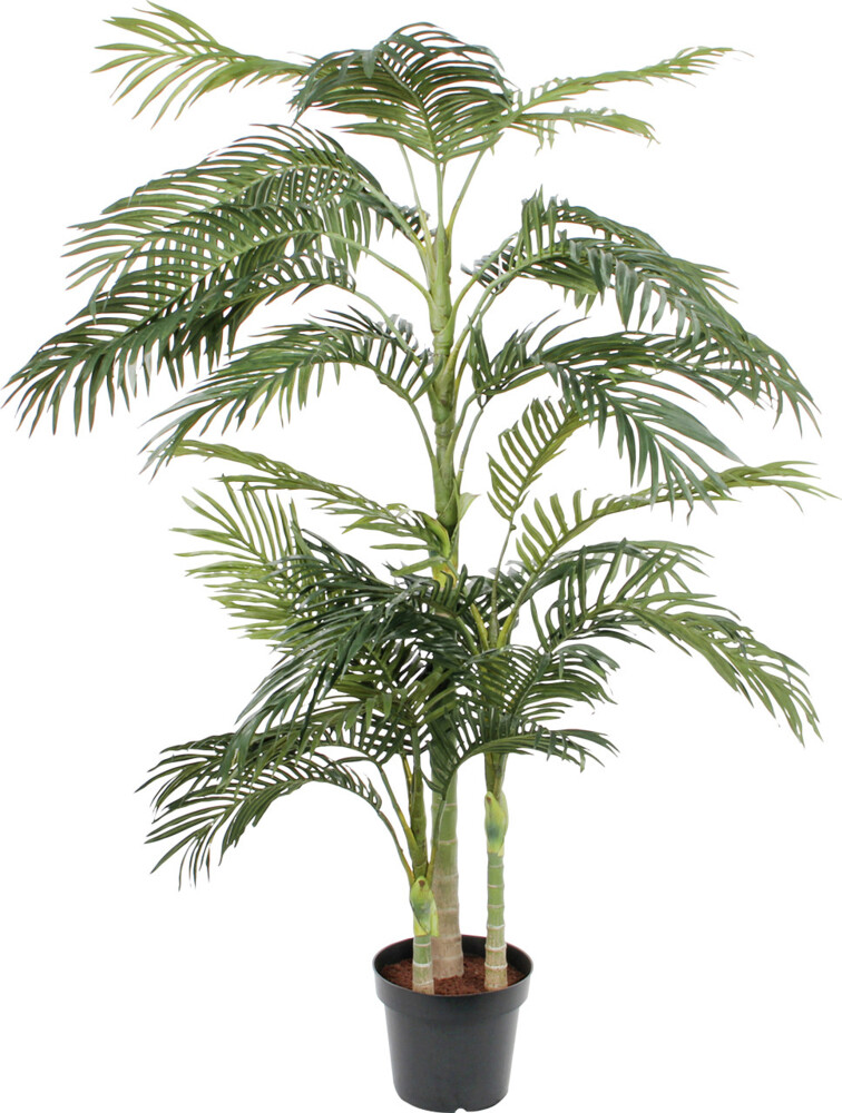 Mica Areca Palme im Plastik Topf grün, 190x145 cm Bild 1