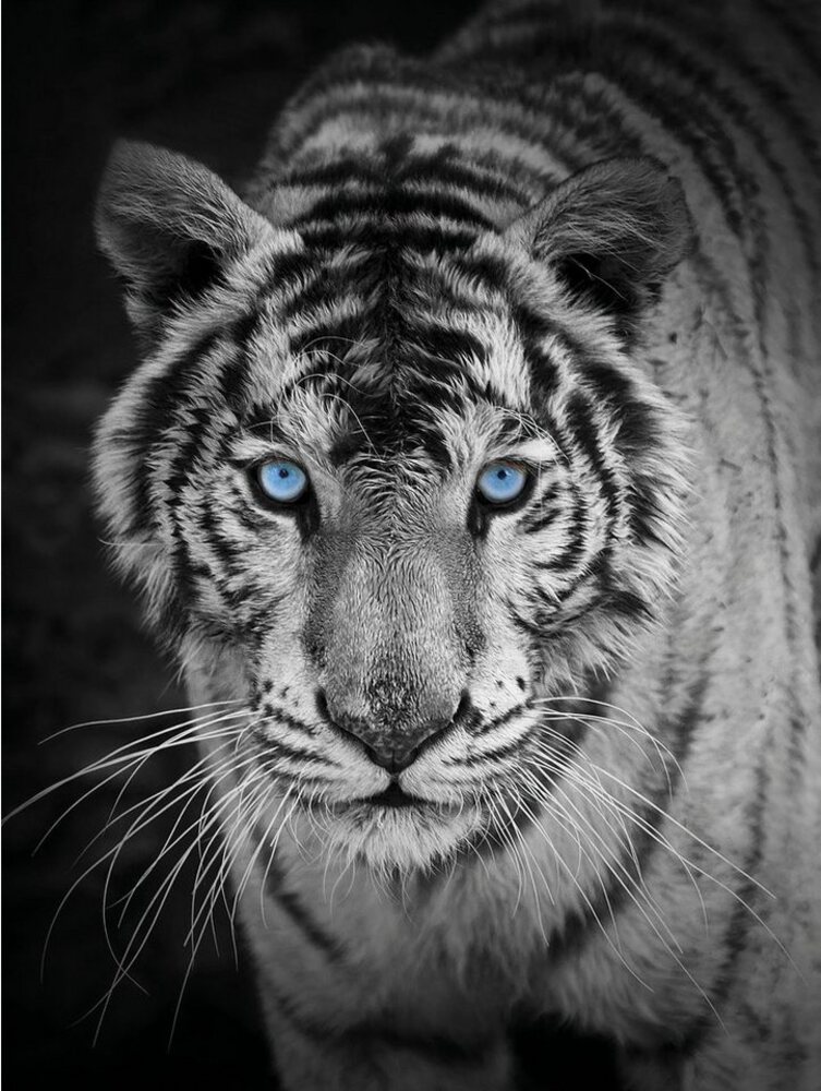 Wohndecke Mikrofaser Fotodruck "Tiger", KiNZLER Bild 1