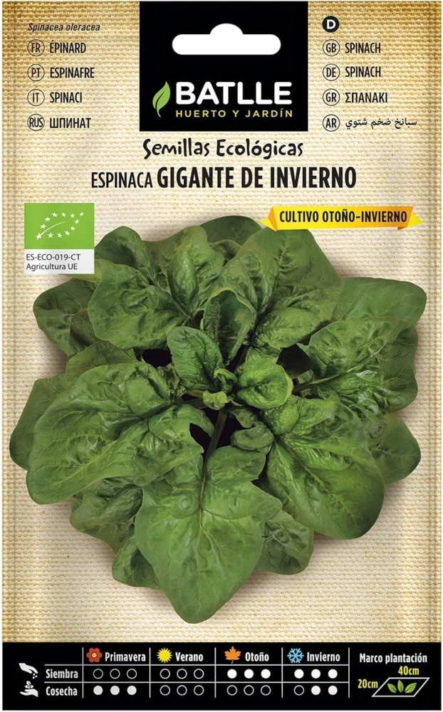 Bio Samen - Winterspinat gross (220 Samen - Bio) Bild 1