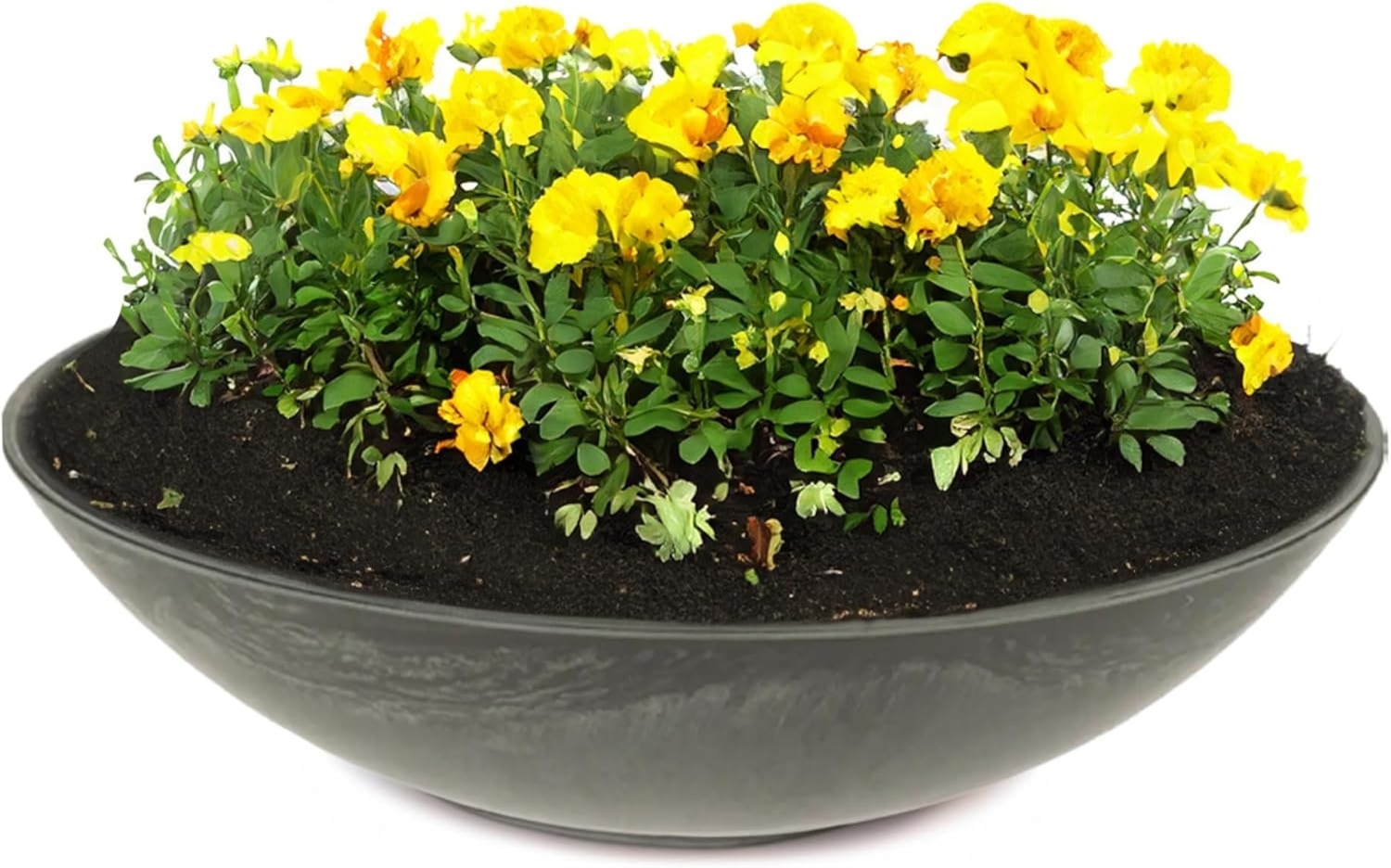 matches21 HOME & HOBBY Blumentopf Flache Pflanzschale für draussen Dekoschale rund schwarz 35 cm (1 St), Blumen-Schale als wetterfeste Friedhof-Schale Grab-Schmuck Grabschale Bild 1