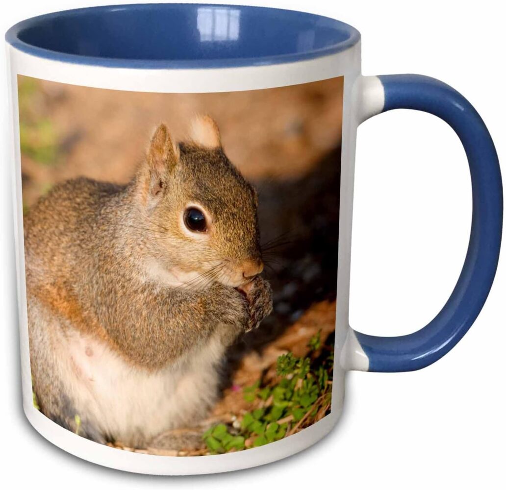 3dRose Set, Sciurus carolinensis Essen, Marion Co il-Two, Tasse, Keramik, Blau-8 x 7,62 x 10,16 cm, Blau-Grau Bild 1