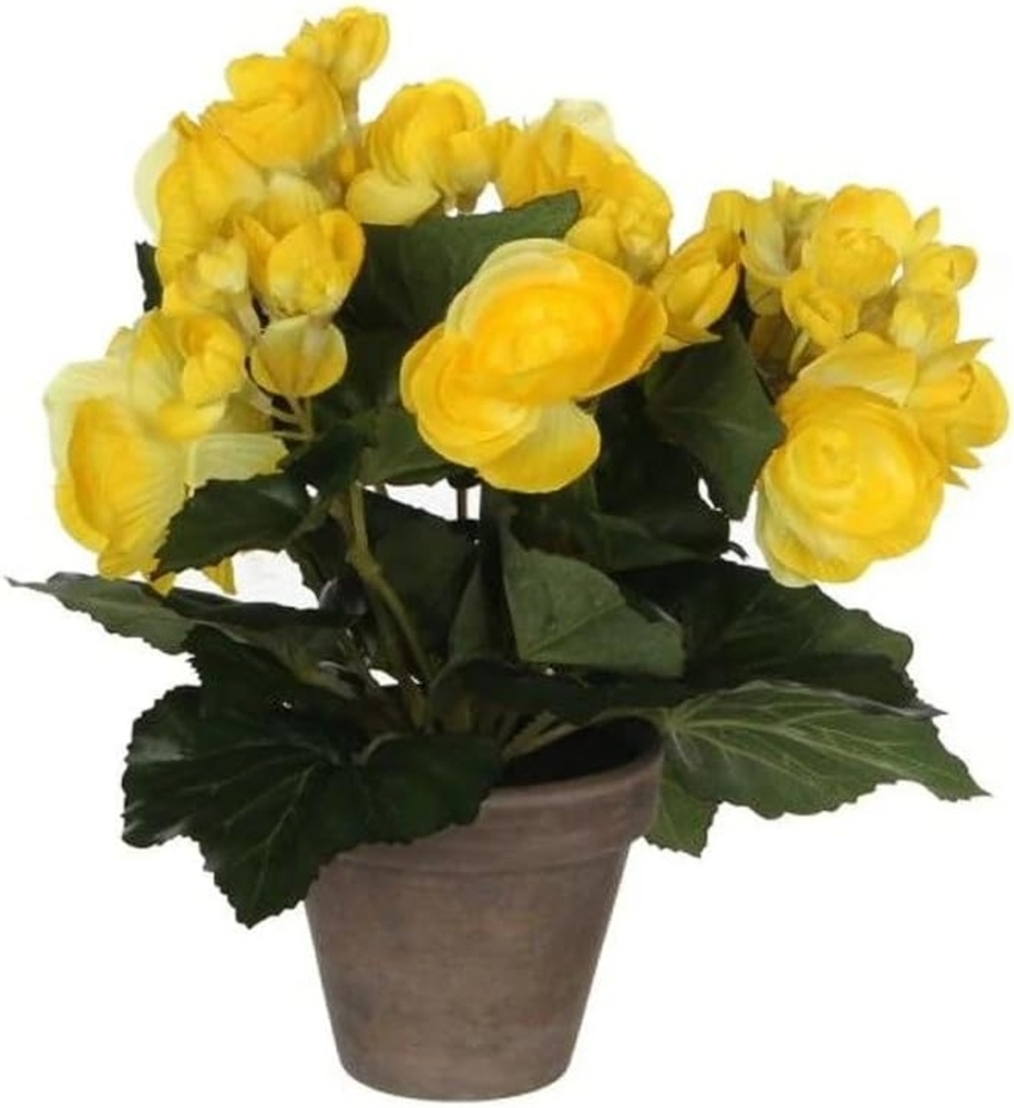 Mica Begonia im Topf gelb, 25 x 20 cm Bild 1