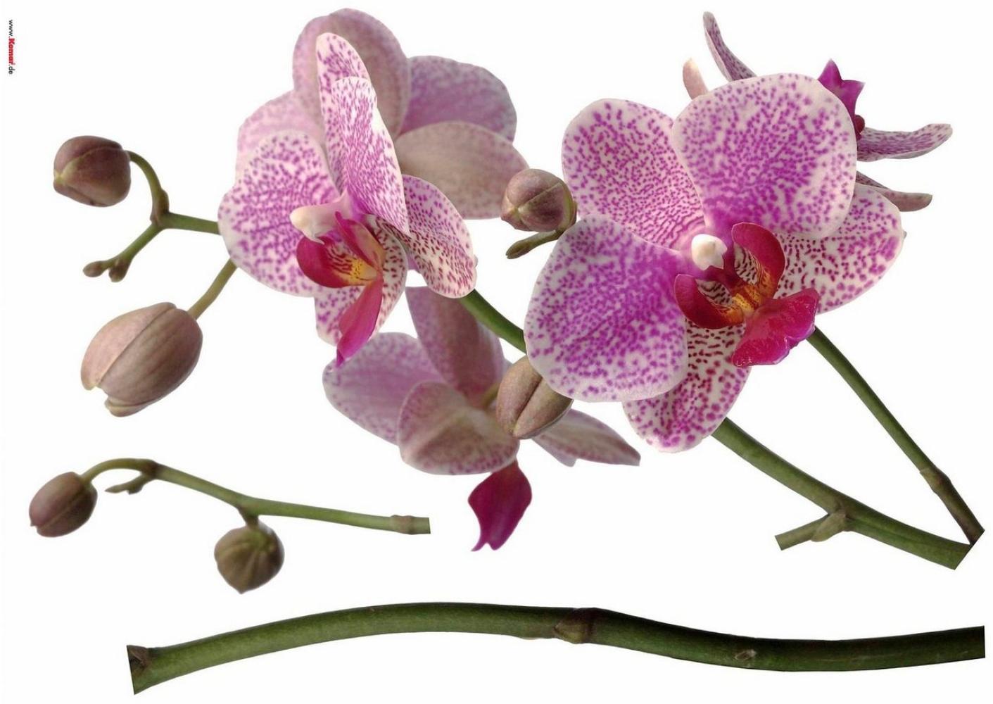 Deco-Sticker Orchidee Bild 1